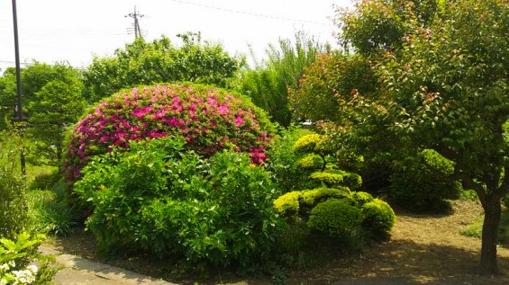 埼玉県の霊園　久喜聖地公苑のつつじの花1.jpg