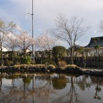 ・20140404　埼玉県鴻巣市吹上本町　勝龍寺と元荒川の桜満開、桜吹雪