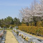 ・20140401　埼玉県上尾市藤波　上尾靈園の桜が満開でした