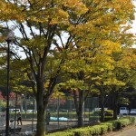 ・20141025 上尾市の平塚公園の紅葉