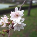 ・20141113　埼玉県さいたま市　大宮花の丘農林公苑の寒桜