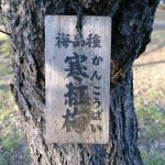 ・埼玉県越谷市　梅林公園の梅の咲き具合