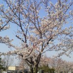 ・埼玉県上尾市の上尾霊園の桜が満開です