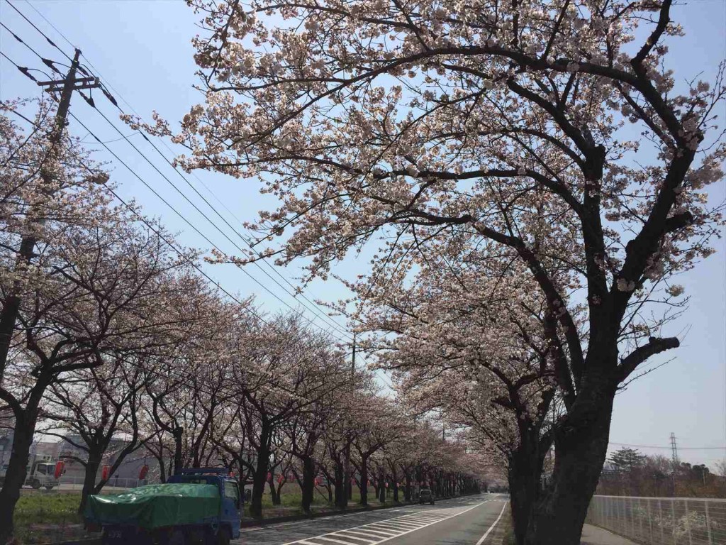 ・埼玉県久喜市 清久さくら通りの桜が満開です 霊園とお墓のはなし