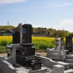・埼玉県伊奈町の西蔵院　お墓と菜の花