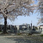 ・埼玉県伊奈町　西光寺の桜満開