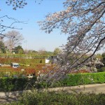 ・神奈川県座間市の霊園　アドミール座間から見える芹沢公園の満開の桜