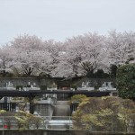 ・埼玉県東松山市 森林公園昭和浄苑の桜