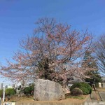 ・埼玉県上尾市 放光院さまの桜