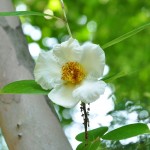 ・埼玉県伊奈町の法光寺 沙羅の木の白い花