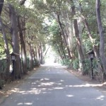 ・さいたま市岩槻区　久伊豆神社の夏越の風鈴（なごしのふうりん）