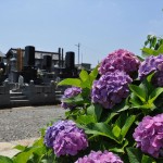 ・埼玉県伊奈町 法光寺の紫陽花