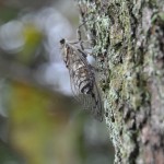 ・ツクツクボウシ（埼玉県伊奈町の法光寺さま）