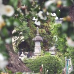 ・埼玉県蓮田市の寺院 星久院の白い椿が綺麗です