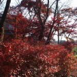 ・秀源寺お檀家さまのお庭にある紅葉