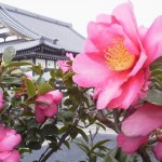 ・椿（つばき）と山茶花（さざんか）の見分け方　～東明寺さまに咲いている花