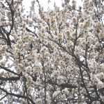 ・埼玉県伊奈町の寺院　西光寺の梅の木の花