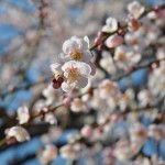 ・埼玉県鴻巣市吹上の寺院　勝龍寺の枝垂れ梅が綺麗でした
