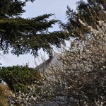 ・埼玉県上尾市の寺院、龍山院の梅が綺麗でした！