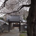 ・埼玉県伊奈町　西光寺の桜が満開です