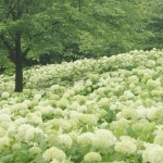 ・埼玉県幸手市の権現堂堤、紫陽花の写真をもらいました！