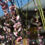 ・埼玉県上尾市の寺院 楞厳寺の枝垂れ梅が綺麗でした