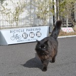 ・猫園長のいる霊園はペットと眠れる霊園でした(埼玉県 久喜清久霊園)