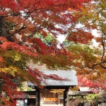 ・埼玉県川口市安行の寺院 興禅院さまの紅葉