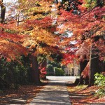 ・埼玉県川口市安行の寺院 興禅院さまの紅葉 その2