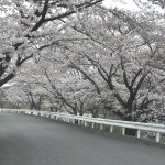 ・昭和浄苑（埼玉県東松山市の霊園）の桜が満開でとても綺麗でした。