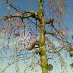 ・埼玉県の霊園 久喜聖地公苑の桜