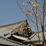 ・埼玉県上尾市の寺院 楞厳寺にて新しく桜の木を植えました