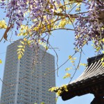 ・埼玉県上尾市の寺院 遍照院さまの藤の花が綺麗に咲いていました