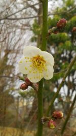 ・久喜聖地公苑の管理事務所からのブログ記事　はやくも梅の花が咲きました