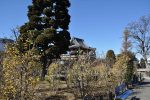 ・石材店スタッフのお寺訪問　埼玉県上尾市の寺院 遍照院の蝋梅(ロウバイ)が綺麗です