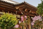 ・石材店スタッフのブログ　埼玉県上尾市の寺院　楞厳寺さまの芍薬（シャクヤク）がとても綺麗でした