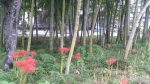 ・久喜聖地公苑の管理事務所からのブログ記事　今年も彼岸花が咲きました