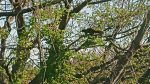 ・あおぞら霊園管理事務所スタッフによるブログ記事　樹木葬「青空の里」の植栽を植え替えました（あおぞら公園のリスの写真も）