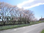 ・桶川霊園の管理事務所からのブログ記事　桶川霊園前の桜