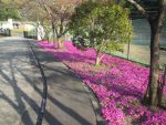 ・石材店スタッフのブログ　霊園入口の芝桜が見頃でした。メモリアルパーク厚木 ふるさとの丘