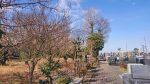 ・久喜聖地公園管理事務所からのブログ記事　春らしい陽気に梅が咲き始めました