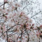 ・桶川霊園管理事務所からのブログ記事　桶川霊園前の桜並木