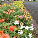 ・石材店スタッフのブログ　メモリアルパーク緑の丘の花々