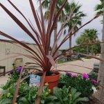 ・桶川霊園管理事務所からのブログ記事　花壇の植え替えをしました