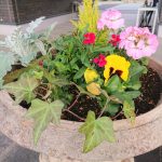 ・蓮田聖地霊園管理事務所からのブログ記事　紅葉とプランターの冬の花