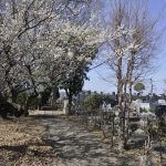 ・石材店スタッフのブログ　久喜聖地公苑の梅